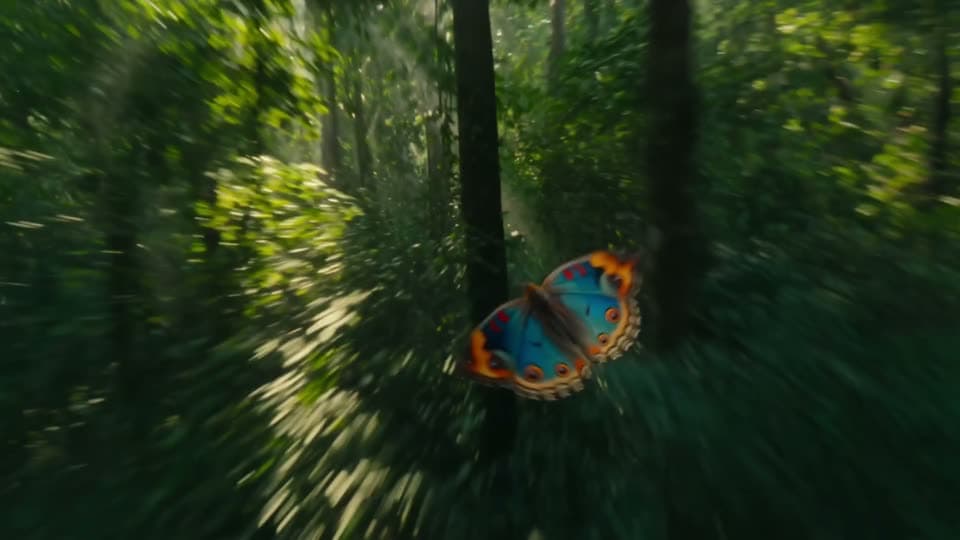 Butterfly chase